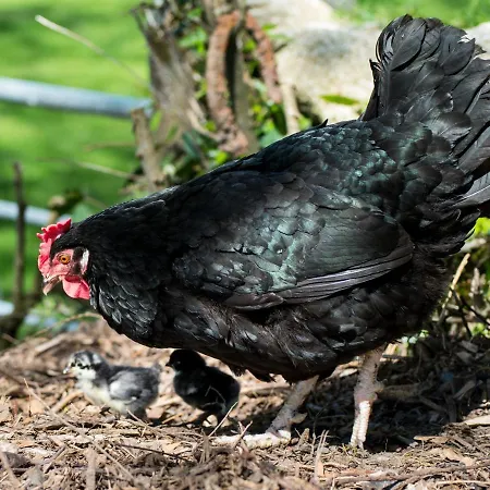 Bed & Breakfast Abhainn Ri Blessington