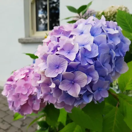 Panzió Abhainn Ri 5*